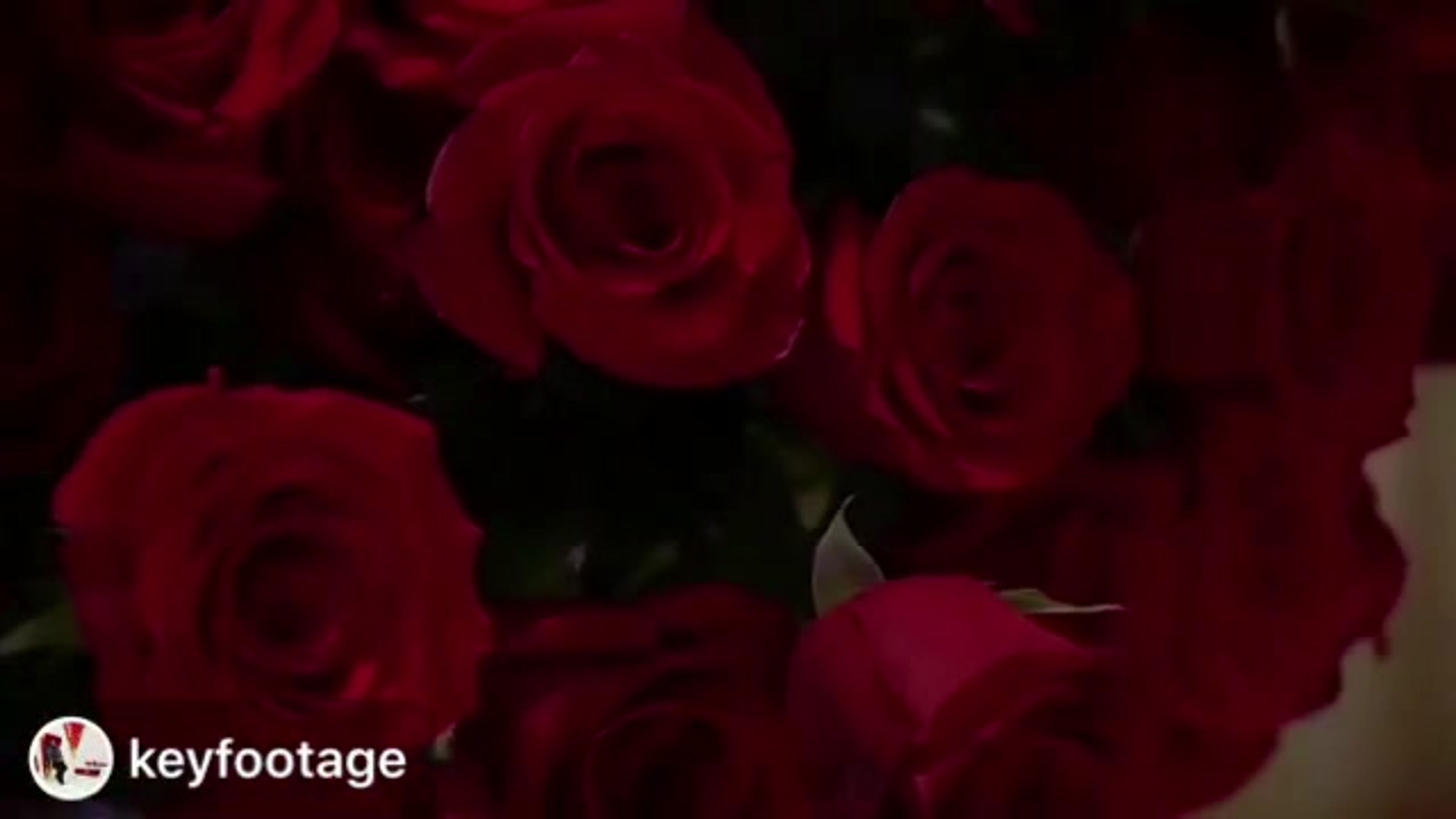 All Videos